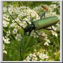 Aromia moschata - Moschusbock 01.jpg